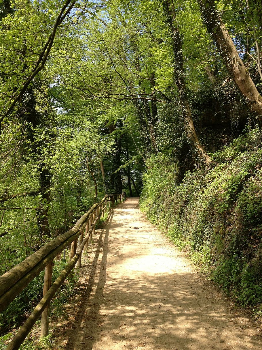 forest, way, forest path, nature, green, trail, landscape, atmosphere HD wallpaper