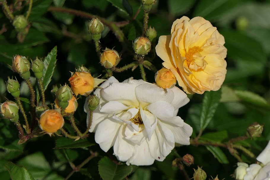 selective focus photography of white and yellow petaled flowers HD wallpaper