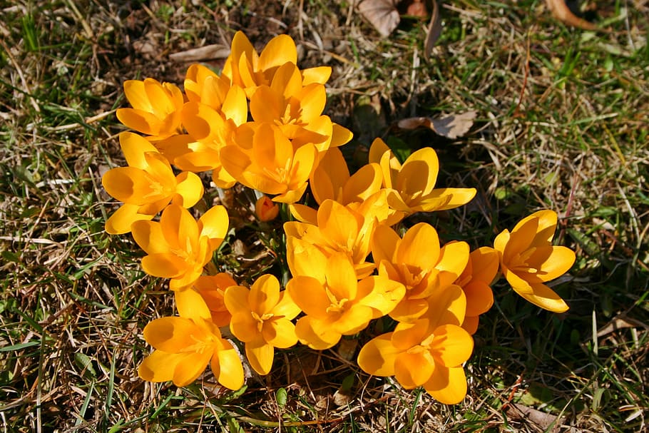 crocus, yellow, blossom, bloom, flower, nature, spring, plant HD wallpaper