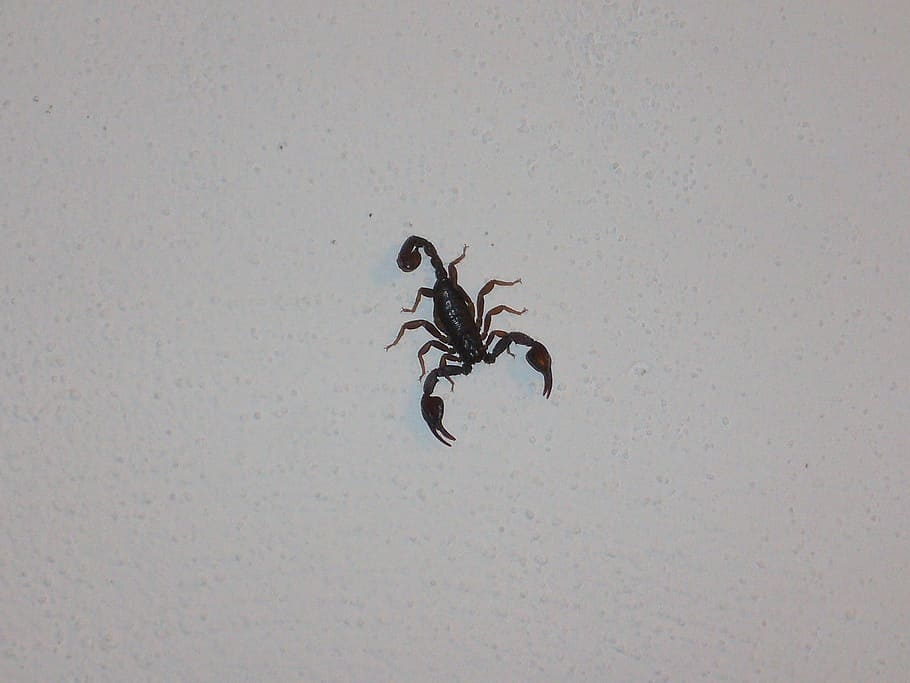 Scorpio, Invertebrates, Chele, one animal, animal themes, insect HD wallpaper