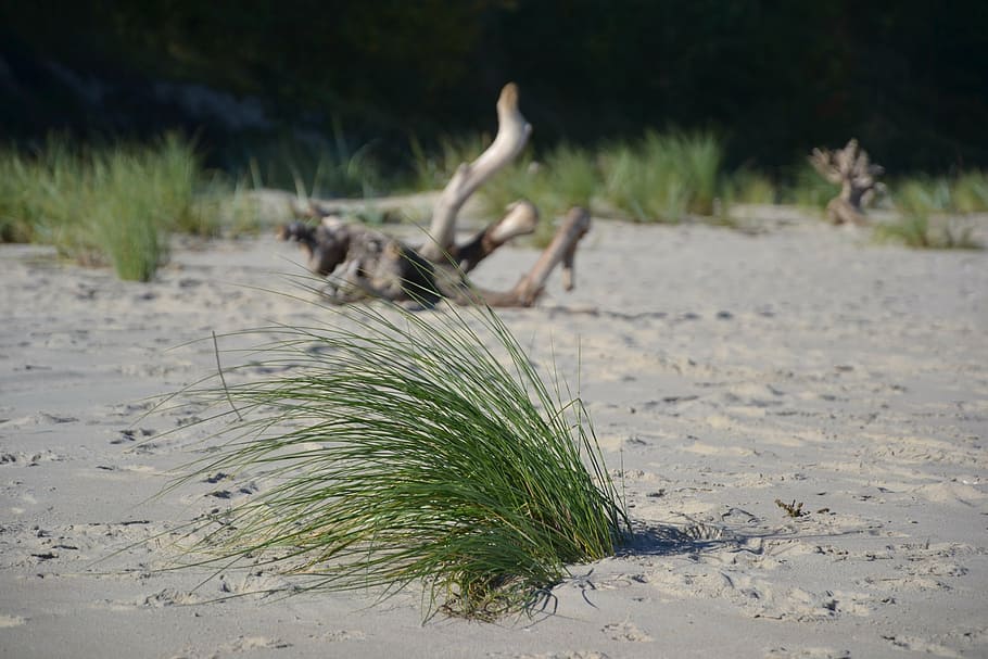 beach, summer, sand, sea, the baltic sea, sandy beach, view HD wallpaper