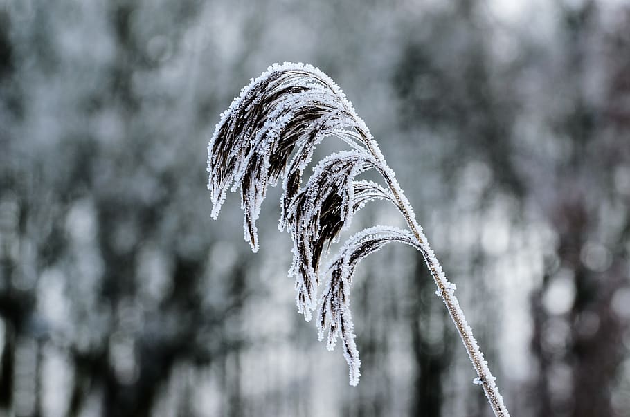 frost, winter, nature, snow, frozen, cold temperature, plant HD wallpaper