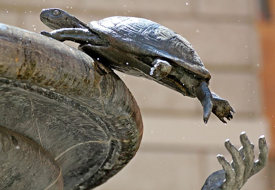 turtle, source, rome, animal, animal themes, animal wildlife HD wallpaper