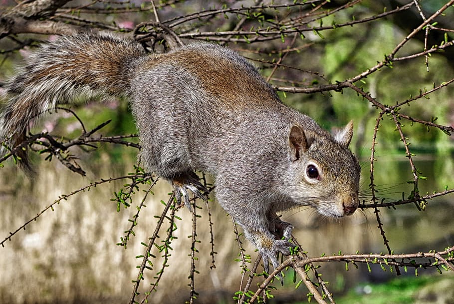 squirrel on tree branch, animal, cute, macro, close-up, nature HD wallpaper