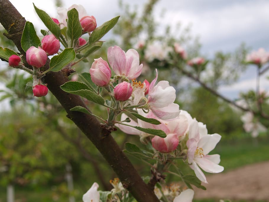 picnic, apple, flower, plant, flowering plant, fragility, beauty in nature HD wallpaper