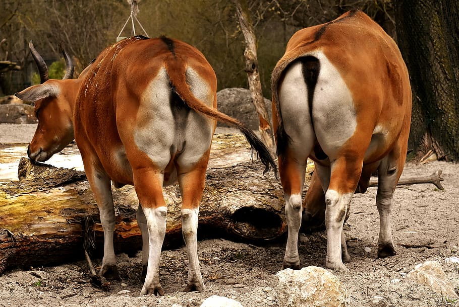 banteng, beef, bos javanicus, sleep, wild, wildlife photography HD wallpaper
