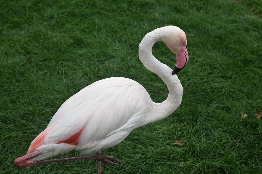 flamingo, birds, nature, animal, wildlife, feather, beak, animal Neck HD wallpaper