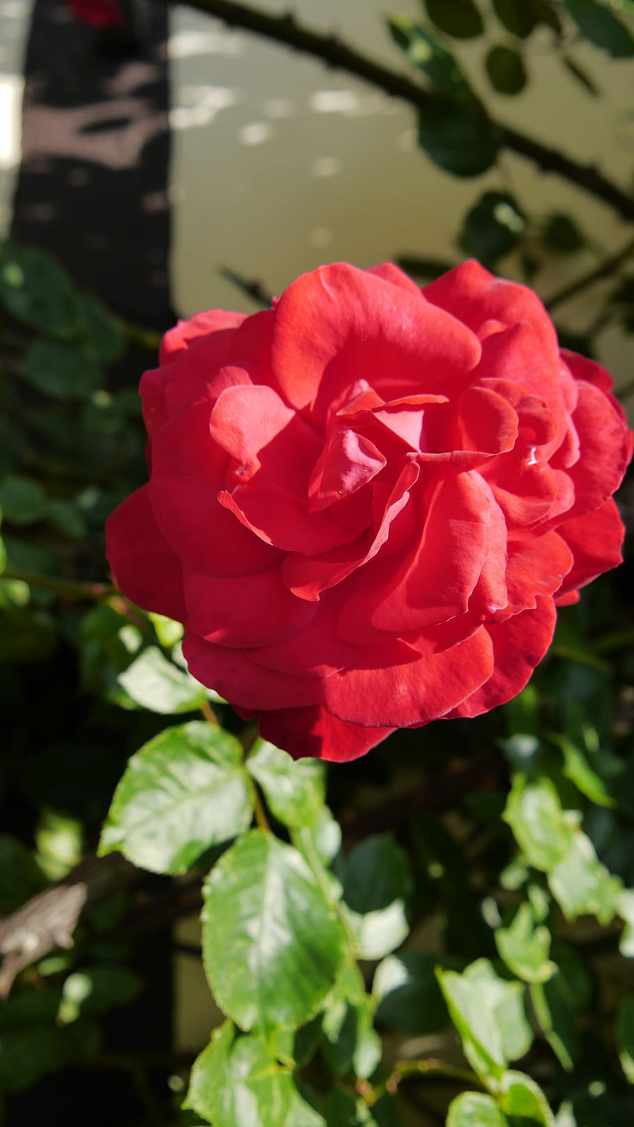 Rose, Red, Flower, Blossom, Bloom, rose blooms, red rose, sunny HD wallpaper