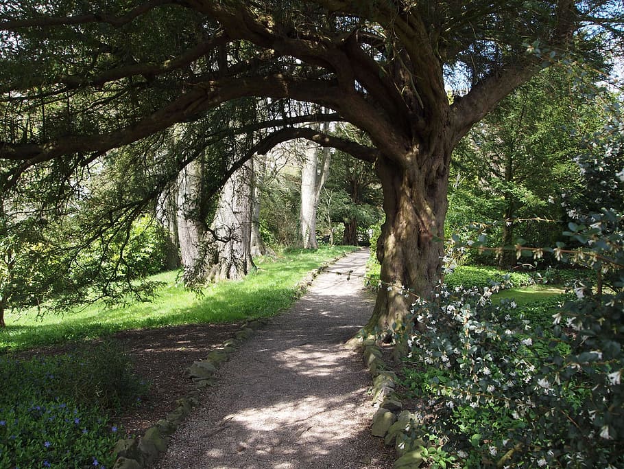 woodland, path, tree, arch, bower, gnarled, outdoors, scenery HD wallpaper
