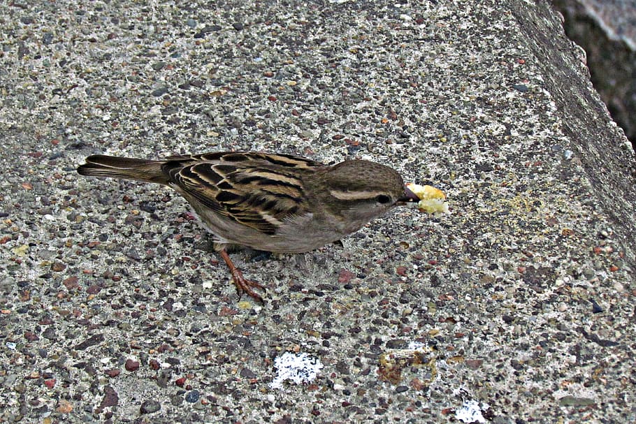 wróbelek, bread, bird, spout, pen, the sparrow, young, animal HD wallpaper