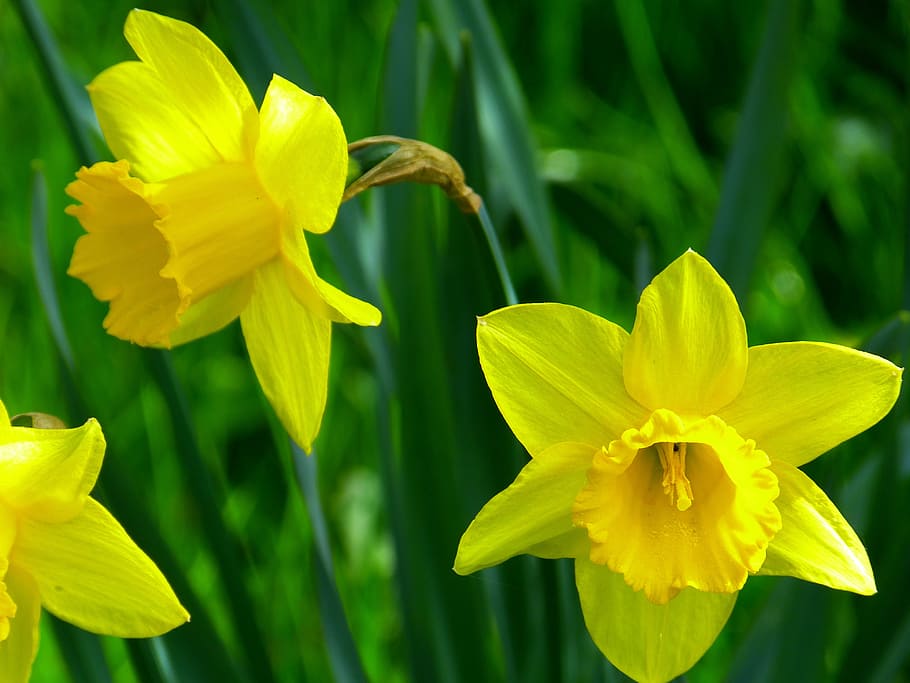 Daffodils, Blossom, Bloom, Flower, yellow, spring, plant, narcissus pseudonarcissus HD wallpaper
