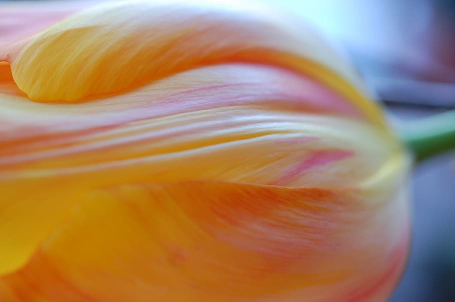 tulip, orange, spring, flowers, nature, spring flower, close HD wallpaper