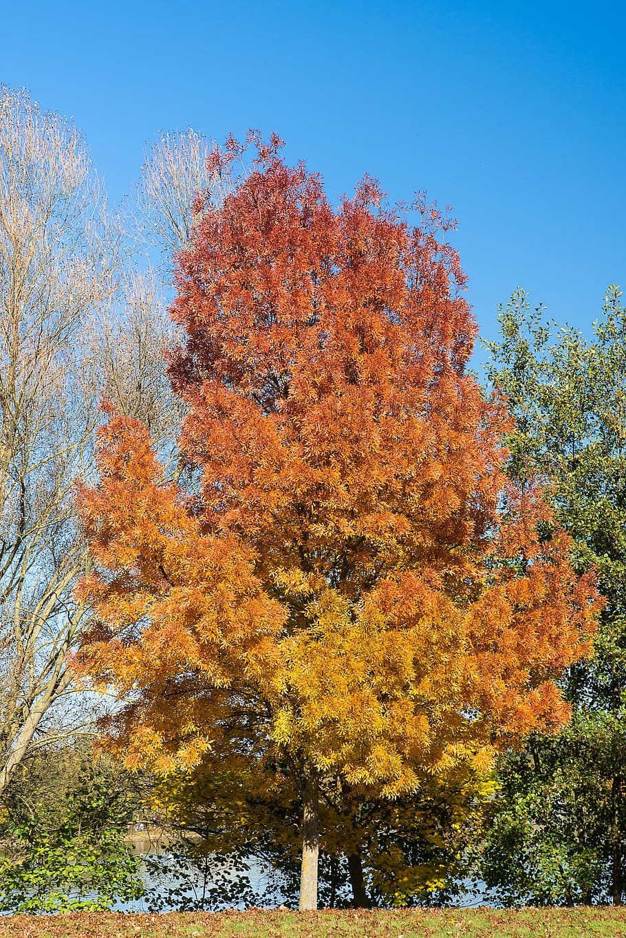 tree, leaves, autumn, nature, fall foliage, colorful, plant HD wallpaper