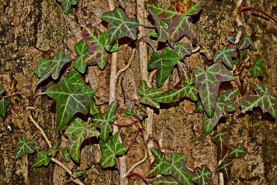 ivy, creeper, tree, bark, nature, tree bark, forest, autumn HD wallpaper