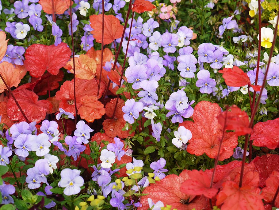 Pansy, Coral Bells, Decorative, Leaves, decorative leaves, red, HD wallpaper