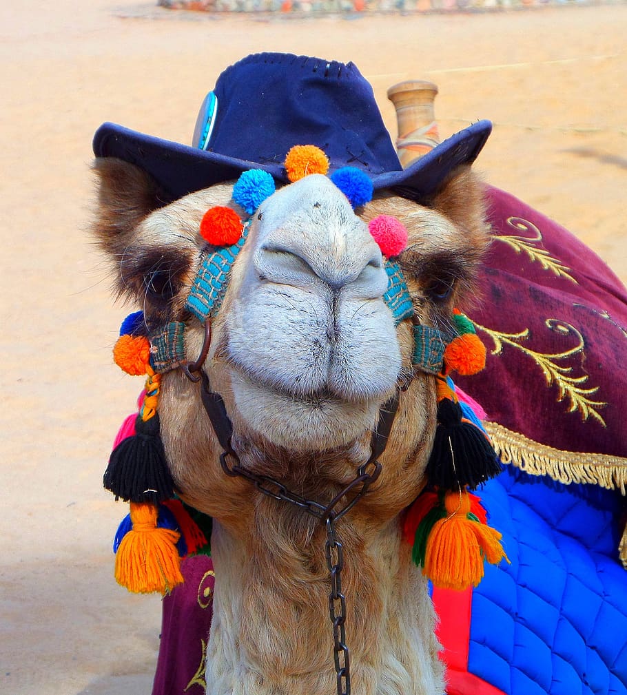 camel, fun, hat, vacations, summer, domestic animals, one animal HD wallpaper