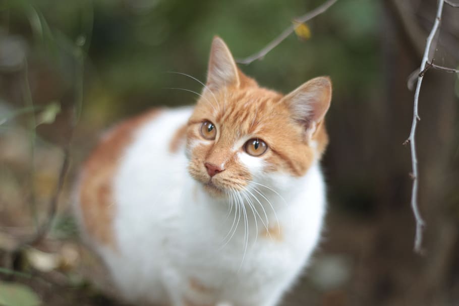 my cat, yellow, daisy, animal themes, pets, mammal, one animal HD wallpaper