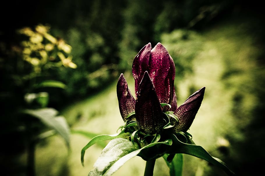 flower, purple, vignette, nature, plant, growth, focus on foreground HD wallpaper