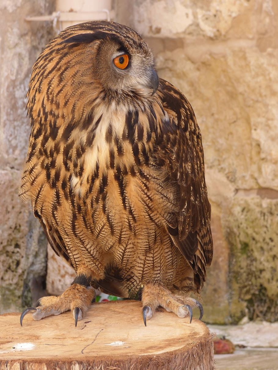 Owl, Eagle, Bird, Prey, Wildlife, Hunter, falconry, eurasian HD wallpaper
