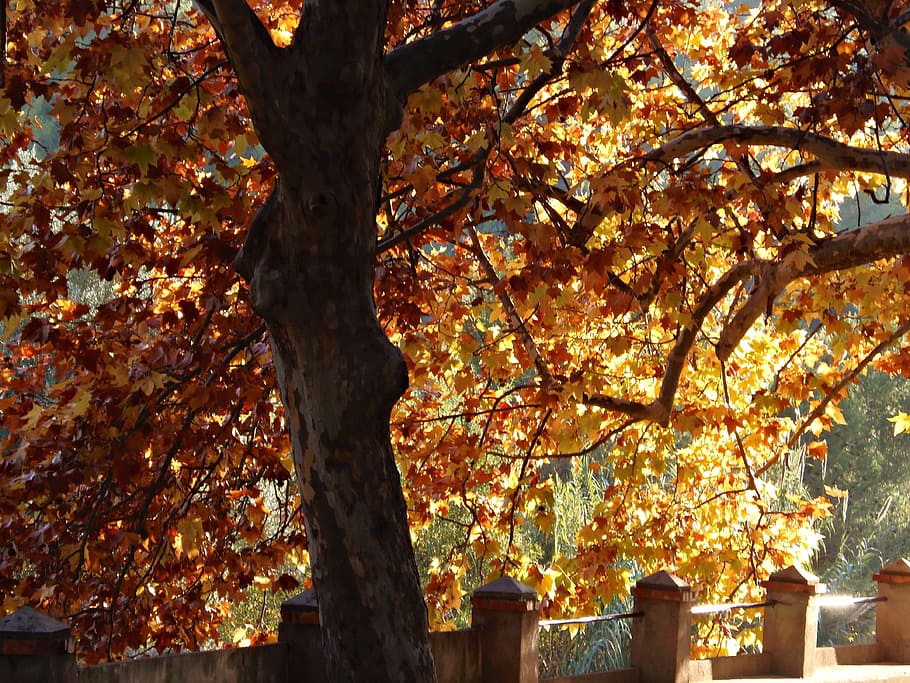 plane tree, park, autumn, colors, leaves, warmth, deciduous HD wallpaper