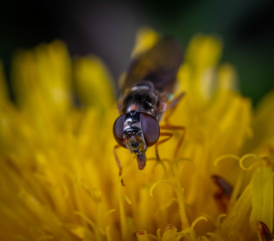 fly, flower, macro, insect, flowering plant, animal themes HD wallpaper