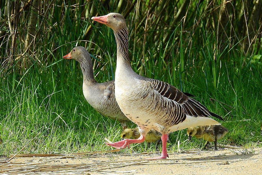 birds, nature, animals, animal themes, vertebrate, animals in the wild HD wallpaper