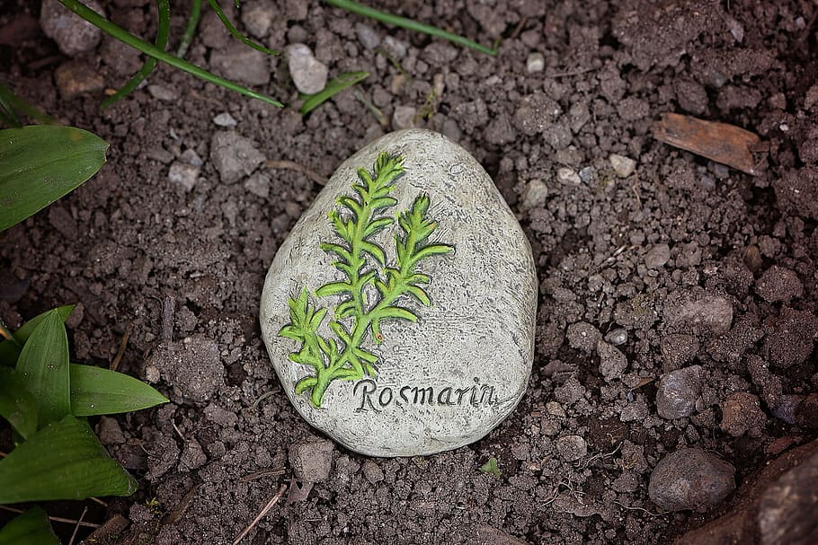 garden, earth, ground, stone, rosemary, herbal stone, nature HD wallpaper
