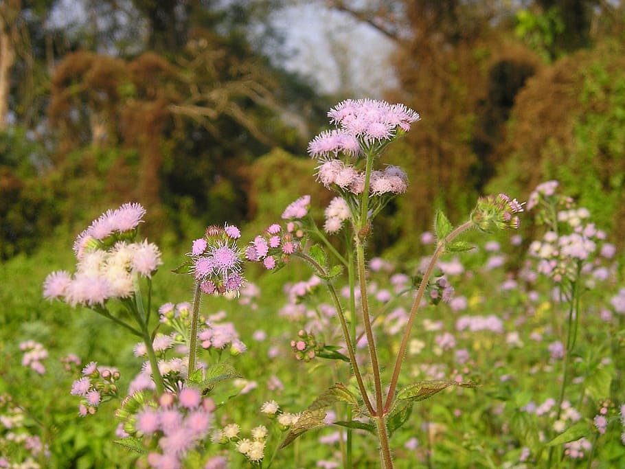 Nepal, Flower, National Park, Chitwan, nature, plant, outdoors, HD wallpaper