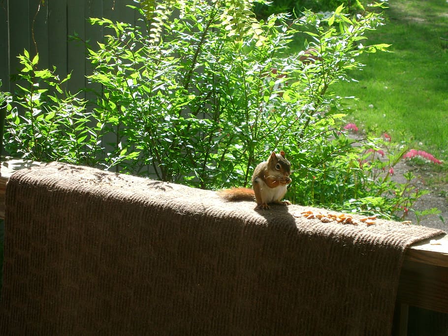 squirrel, squirrels, wildlife, animals, outside, nature, animal themes HD wallpaper