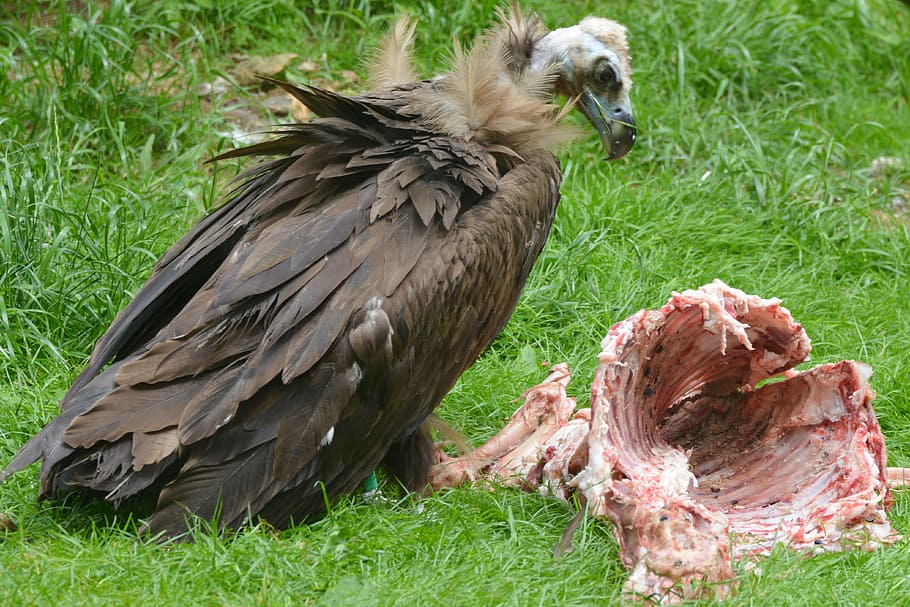 vulture, animal, bird, bird of prey, beak, predator, carcass, HD wallpaper