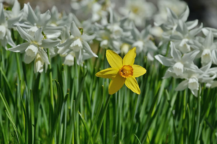 depth photography of white and yellow petaled flower field HD wallpaper