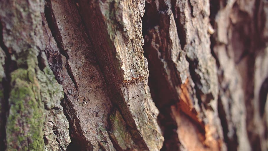 brown wooden tree trunk, bark, forest, rough, nature, texture HD wallpaper