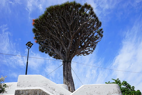 canary island dragon tree, support, tethers, dracaena draco HD wallpaper