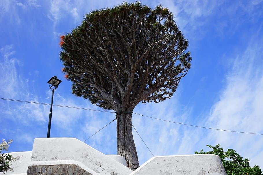 canary island dragon tree, support, tethers, dracaena draco HD wallpaper