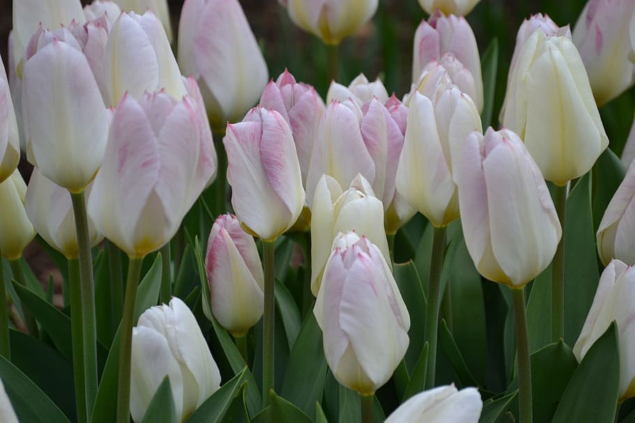 Tulips, Nature, Spring, White, Bloom, cut flowers, garden, plant HD wallpaper