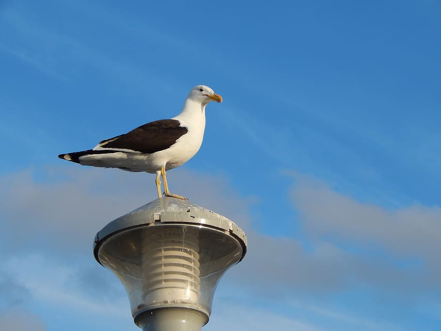 seagull, lamp, bird, uruguay, animal themes, vertebrate, animals in the wild HD wallpaper