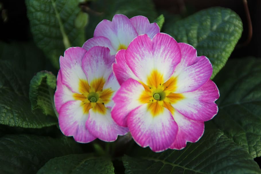 Primrose, White, Green, Plant, pink, spring, flower, blossom HD wallpaper