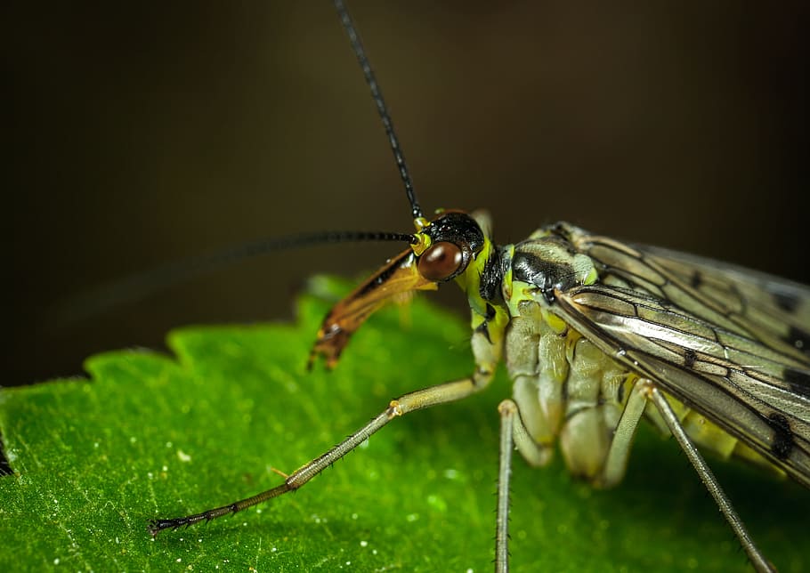 insect, nature, animals, fly, wing, scorpionica, macro, invertebrate HD wallpaper