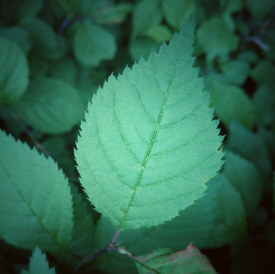 the leaves, green, spring, leaf, plant part, green color, close-up HD wallpaper
