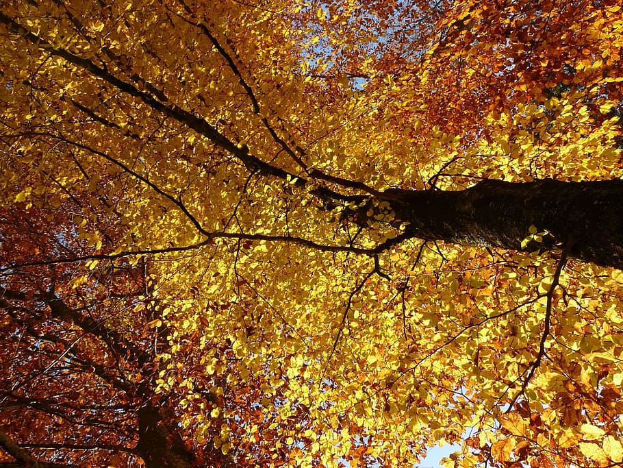 beech, fagus sylvatica, deciduous tree, golden autumn, golden october, HD wallpaper