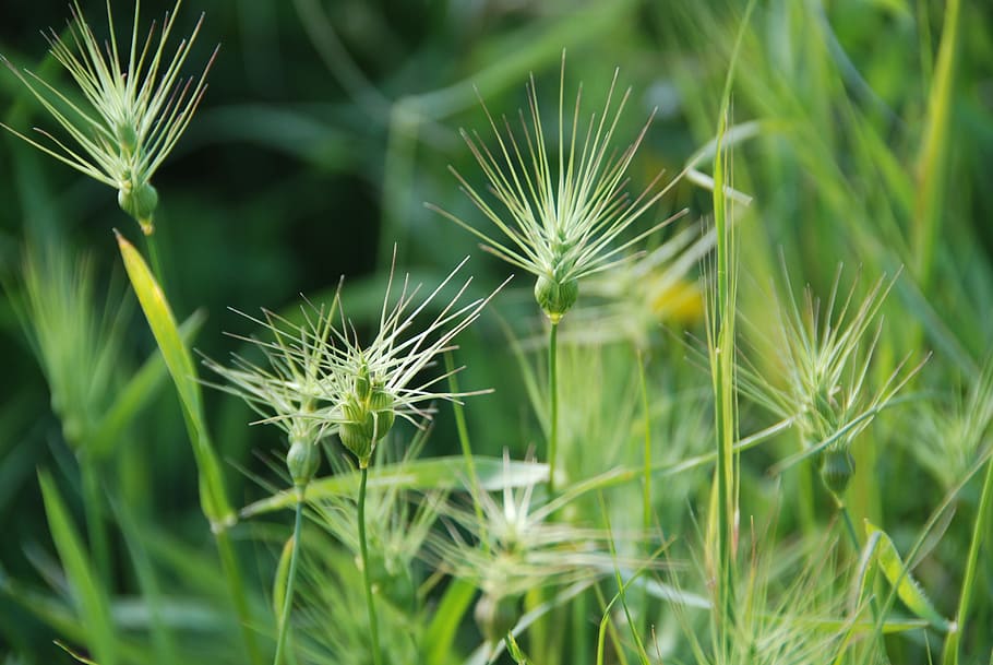 Grass, Weeds, Background, Spring, Plant, natural, blossom, bloom HD wallpaper