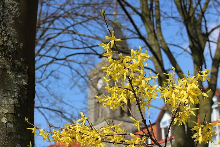 spring, forsythia, tree, yellow, plant, ornamental shrub, branch HD wallpaper