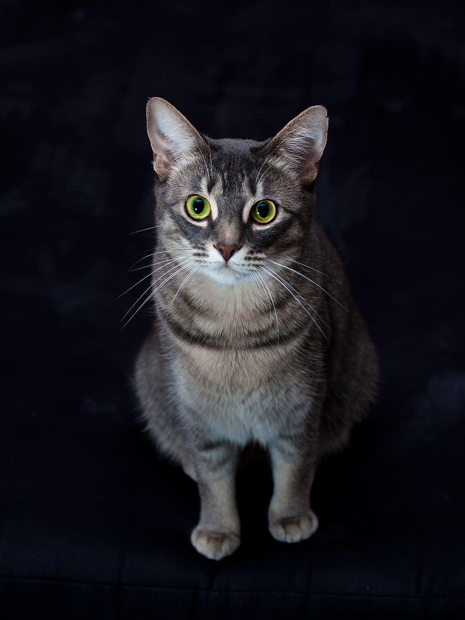 selective focus photography of grey tabby cat, watch, view HD wallpaper