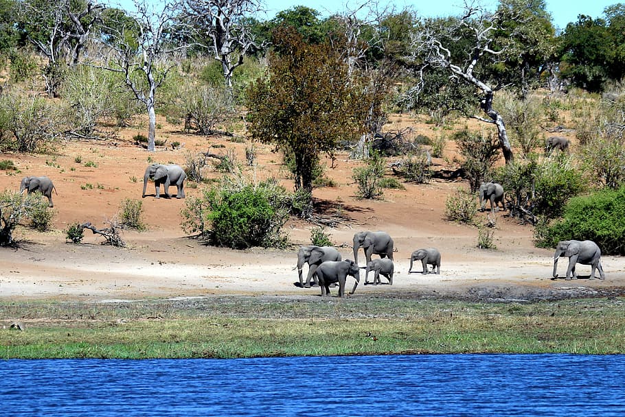 elephants walking beside lake, botswana, chobe, wildlife, wilderness HD wallpaper