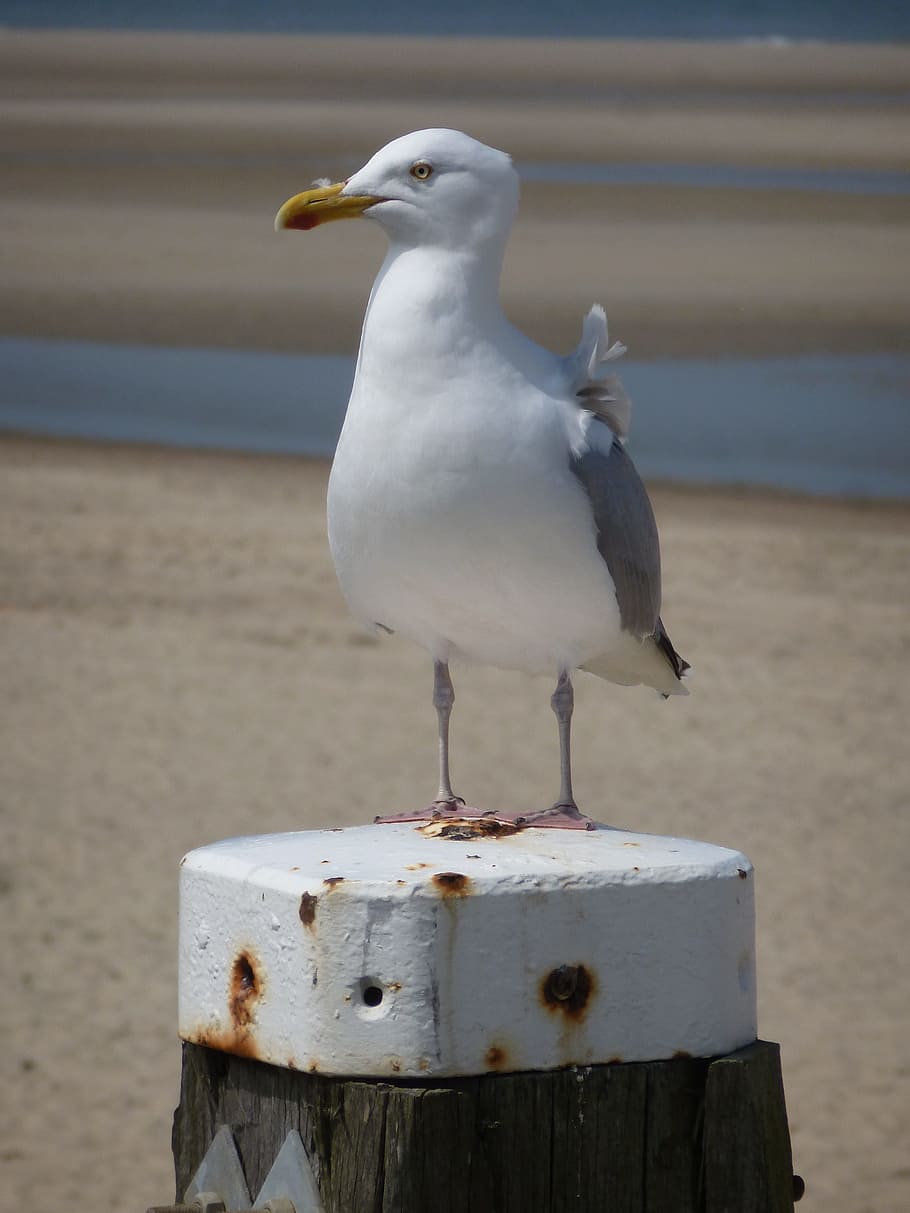 Seagull, Sea, Bird, Sand Beach, fly, animal, water, coast, bollard, HD wallpaper