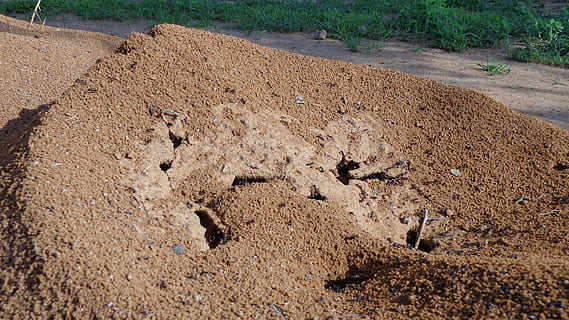 anthill, nature, insect, land, no people, day, high angle view HD wallpaper