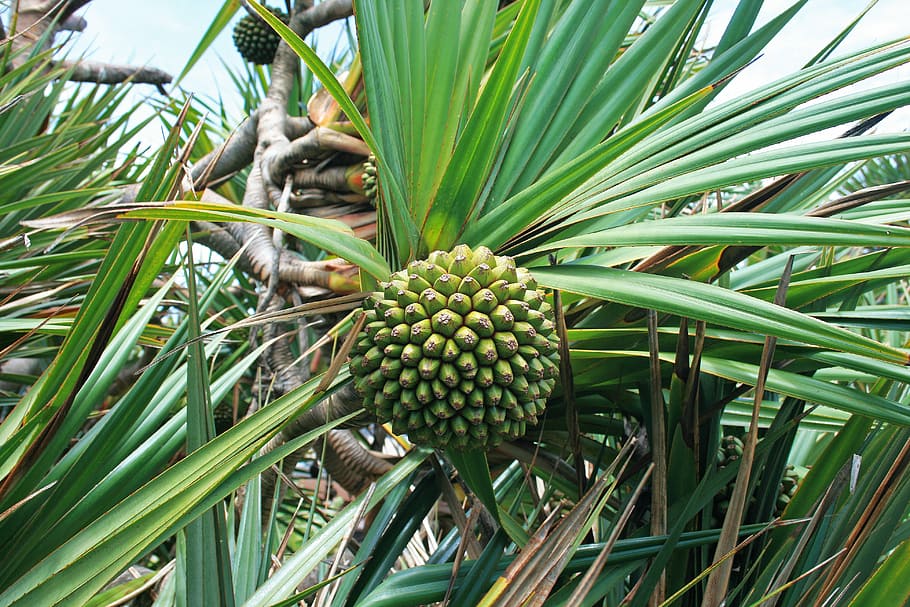 tropical fruit, dala, immature, segmented, leaves, spiky, green color, HD wallpaper