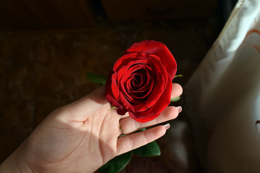 anniversary, beautiful, bloom, blooming, blossom, color, flower HD wallpaper