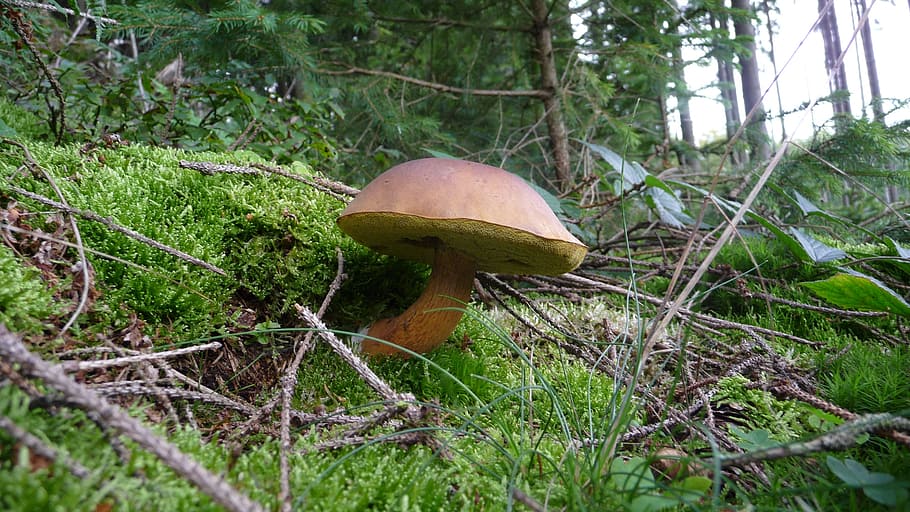 forest, cep, mushrooms, fungus, plant, growth, vegetable, toadstool HD wallpaper