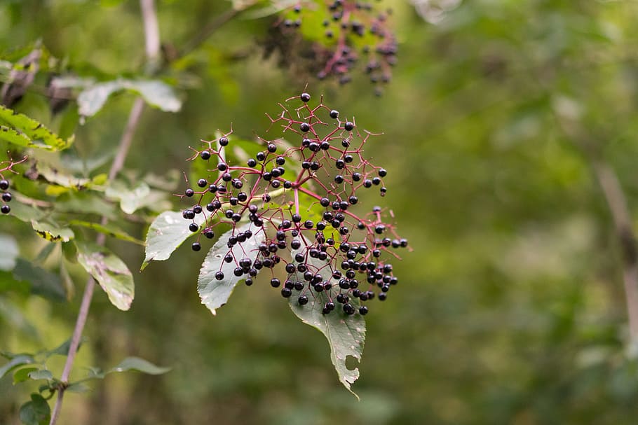 berries, wild berries, macro, plant, focus on foreground, nature HD wallpaper